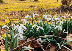 Winterlinge   Wanderung Im Jenaer Rautal 2020 0007